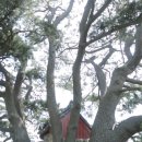 당목마을 당제 이미지