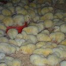 철성농장 이미지