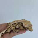 대박이2 이미지