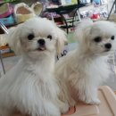 샐리동물병원 이미지