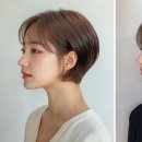 복스헤어