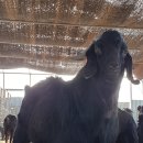 녹산흑염소 이미지