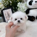 몽몽아 강아지분양 남양주본점 이미지