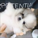 도그애견 이미지