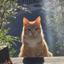 고양이이야기 이미지