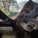 일구사슴농장 이미지