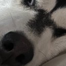 24시스마일동물의료센터동물병원 이미지