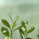 썬그린 | 유주나무 총채벌레 퇴치 성공 후기｜분갈이 후 몬스테라 신엽까지!