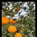 다미농장 이미지