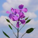 루나리아(lunaria)