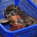 강릉솔향택시협동조합 | [강릉] 바다보면서 싱싱한 해산물 즐기고 싶다면 안목항 회센터 &#39;솔향&#39; 추천