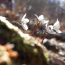 낱낱이 봄;내_일적 | [#6]2026년 봄마중_영알 눈소식 &amp; 삼동 변산바람꽃 '26.2.25(수)