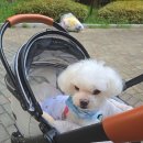 펫&캣 | 왓도그캣 포로리 강아지 유모차 후기 무료 펫 선물 신청 펫유모차 수령 후기