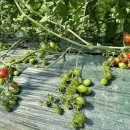 왕벌농장 이미지