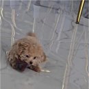 아이러브독 강아지 부천점 이미지