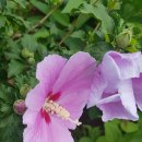 향미식당 이미지