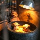 영국2농장 이미지