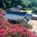 수양농산물 | 논산 종학당, 백일홍 배롱나무와 연꽃이 빚어내는 여름 풍경