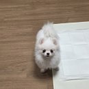 바니펫살롱 | [삼송] 강아지 미용 (포메라니안 가위컷)곰돌이 컷 후기