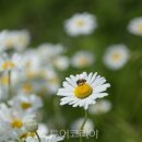 순백