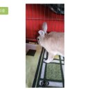 디아크 동물병원 | 토끼입양) 4월 포인핸드 : 유기는 살생입니다 🚫