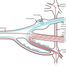 Dermatologic Signs. 내부장기의 외부반응(viscero-somatic reflex) 이미지