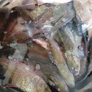 예당흑염소 이미지