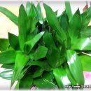 황금진족 이미지