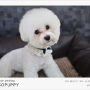 애견미용샵 조이 이미지