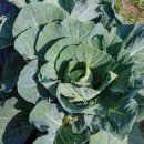 신촌식당 | 쫄깃쫄깃 꿀맛송닭불백숙 찐 맛집 원조 신촌 식당 다녀온 후기