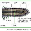 한국춘란의 외형적 구조와 기능/03(난일용87) 이미지