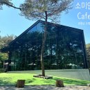 소나무숲카페