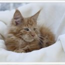 쿤 | 이태원 메인쿤입양 성공 후기 완전 대박적 ㅎㅎ