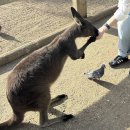 카페더힐(cafe the hill) | SYDNEY #1 🐨