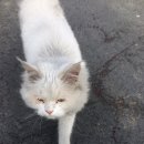 성천리경로당 Daum카페