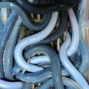 황토장어 이미지