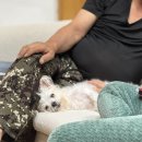 용문감성펜션 | 양평 독채 애견동반 펜션 가족 놀러오기 좋은 감성 숙소 수향 더 한옥 바베큐 가능여부