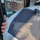 편하개 놀다가냥 | 세종 고양이 호텔 추천 매일 사진 보내주는 장군면 편하개 놀다가냥