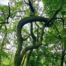 영축산에서 함박산으로 (소 이까리 길) 이미지