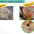 대목장 중앙뉴스