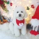 단비애견 미용실 이미지