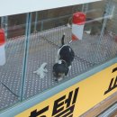 댕댕# 이미지