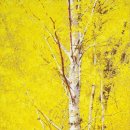 자작나무 이미지