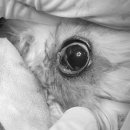 돌봄동물메디컬클리닉 이미지