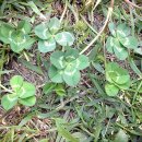 차세대 카 서비스 이미지