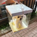 인형세상 | 말티즈 양모펠트 전신인형 20cm 내외 주문 제작 남양주 별내 공방