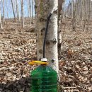 매일농원 이미지