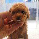 바버펫 네이버블로그