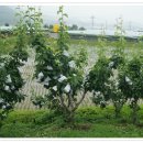 밝음농장 이미지