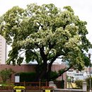 계산제일교회 앞 이미지